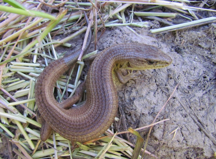 Southern Alligator Lizard